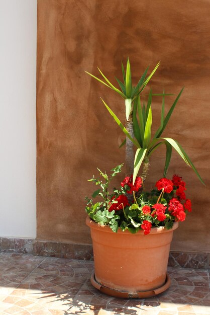 Foto vaso di fiori accanto alla parete