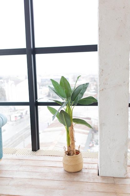 A flower in a pot by the window on the floor. winter garden.
interior with flowers