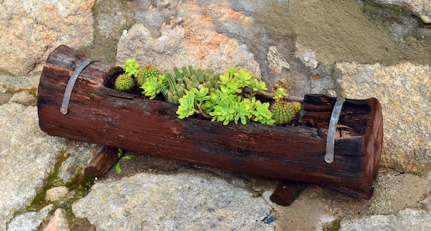 Flower pot carved from a wooden log