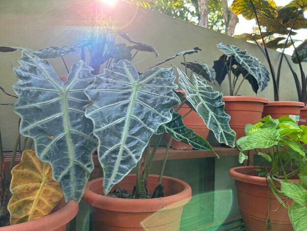 Foto il vaso di fiori lascia la vista del giardino