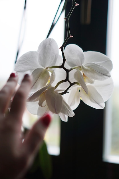 Цветочный горшок у большого окна. Белая орхидея на подоконнике. Черные шторы - утро