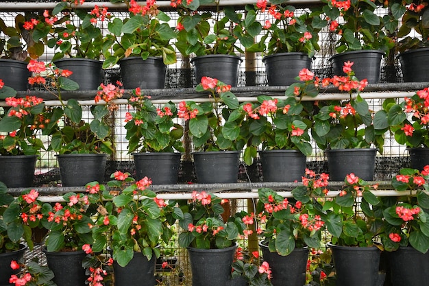 鉢植えの花 庭の棚にピンクの赤い花を飾る