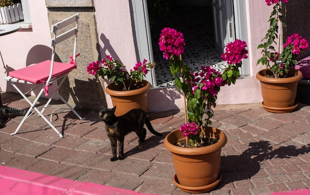 Flower pot with beautiful flowers in it