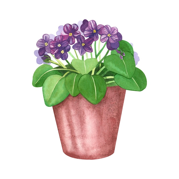 Flower pot with bright violets on a white background the flowers and the pot are handpainted