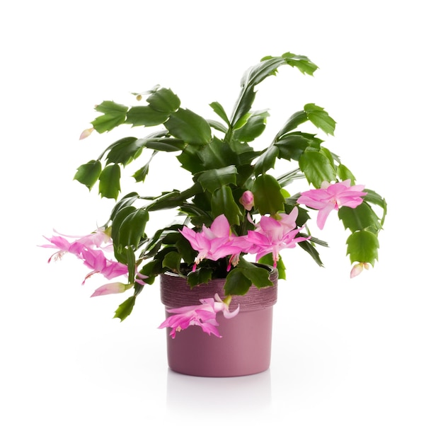 Flower pot with Christmas cactus in bloom on white background