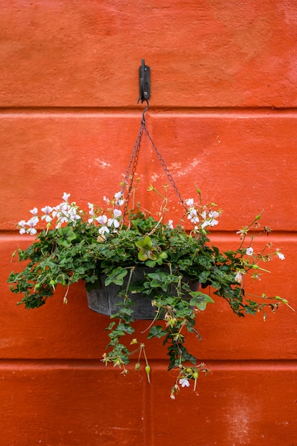 Vaso di fiori con fiori su sfondo rosso muro