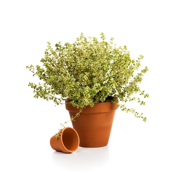 Flower pot with fresh thyme, thymus citriodorus, on white background