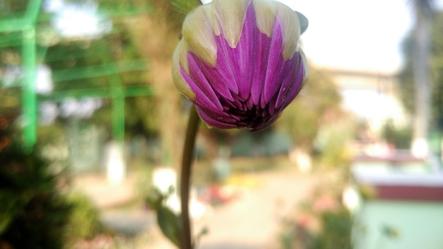 A flower in a pot with a green background