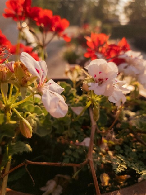 真ん中に赤い花が咲く植木鉢