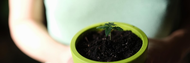 Flower pot with small sprout in womans hands close up beginning life and care concept