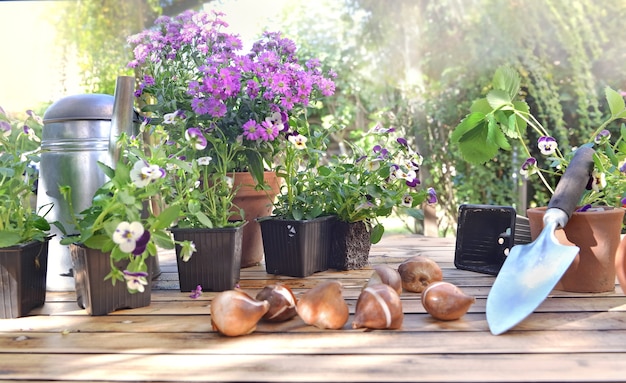 Flower pots and bulbs of flowers on a wooden table in a garden