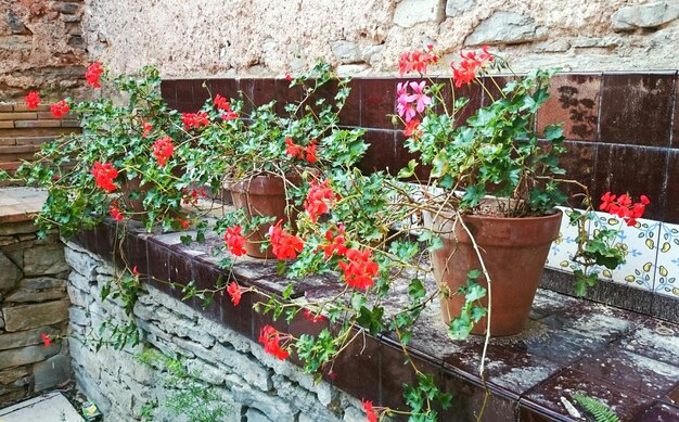 Photo flower pots on ledge