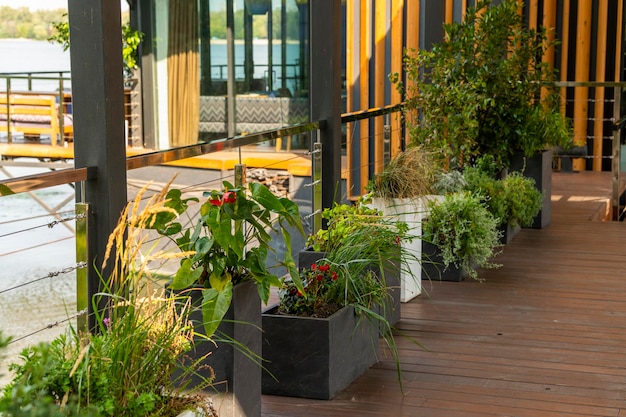 Flower pots plants in large tubs of the terrace of the building