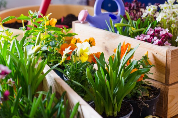 Flower pots for small garden, patio or terrace. Seedlings of spring beautiful flowers in a wooden box.