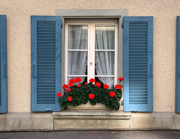 Photo flower pots on window of building