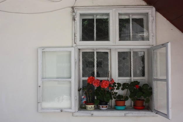 Flower pots on window sill