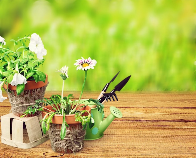 Flower Pots with flowers and gardening utensils on wooden background