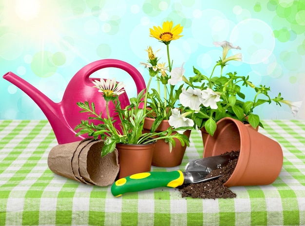 Flower Pots with flowers and gardening utensils on wooden background