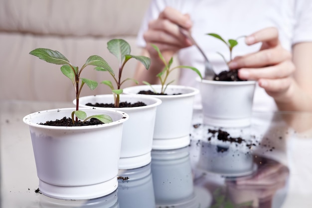 Flower pots with freshly planted plants against the background of a girl who transplants sprouts