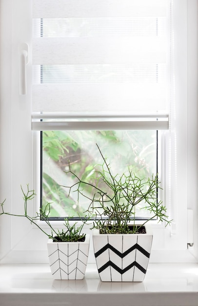 Flower pots with geometric patterns on the windowsill