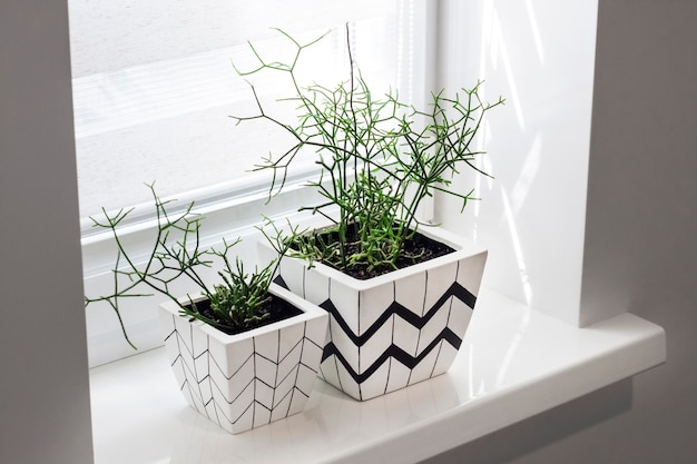 Flower pots with geometric patterns on the windowsill