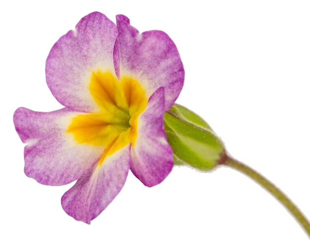 Flower of primrose isolated on white background