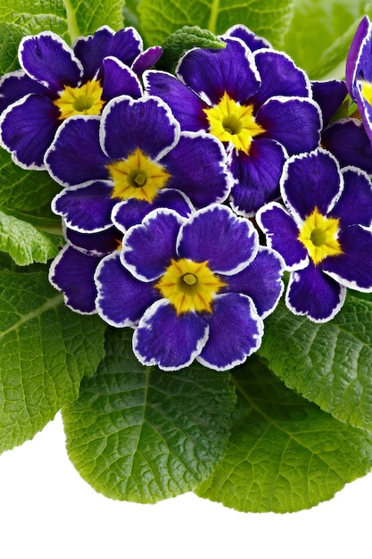 흰색 절연 꽃이 만발한 꽃 봉 오리와 꽃 Primula vulgaris