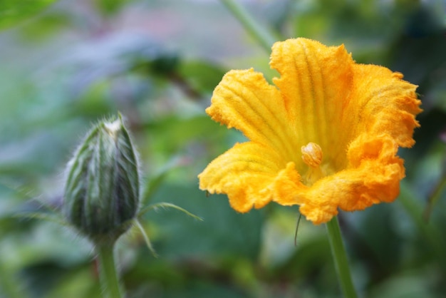 Flower of a pumpkin