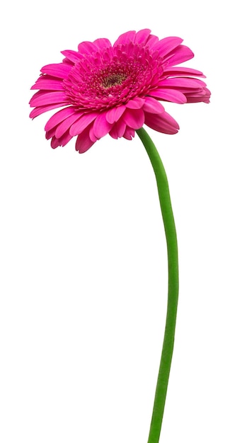 흰색 배경에 고립 된 꽃 보라색 gerbera