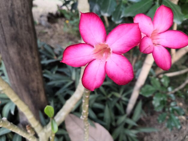 Flower purple or violet color in garden