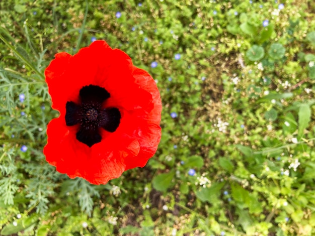 Photo flower red mac on the green background