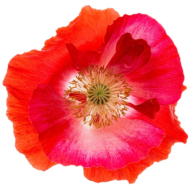 Flower of red poppy lat Papaver isolated on white background