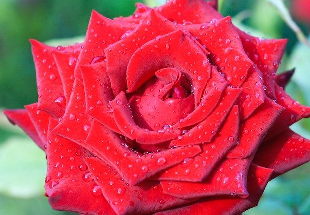 Flower of red rose with drops of water