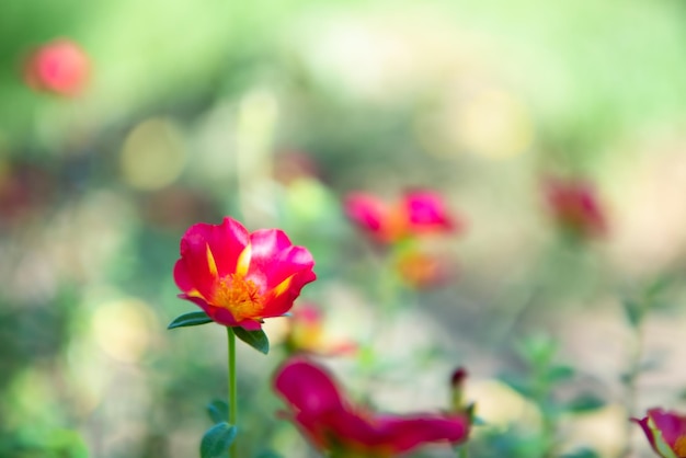 Fiore di colore rosso o scarlatto in giardino