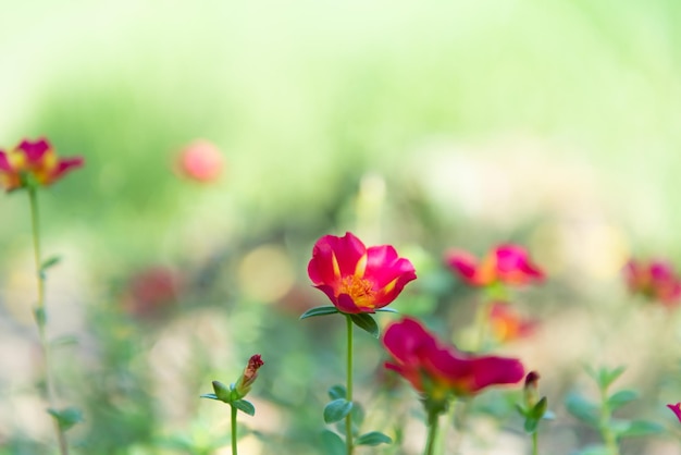 庭の花の赤または緋色