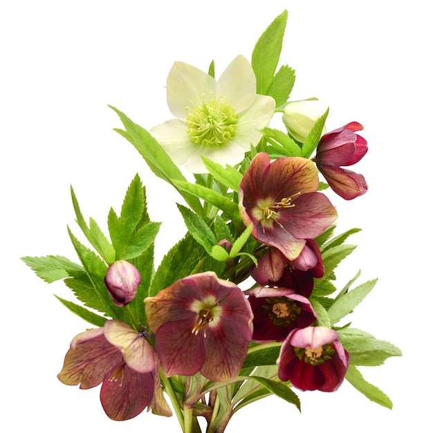 Photo flower red and white hellebore bouquet isolated on white background flat lay top view