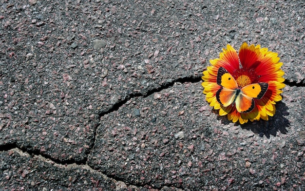 A flower in the road