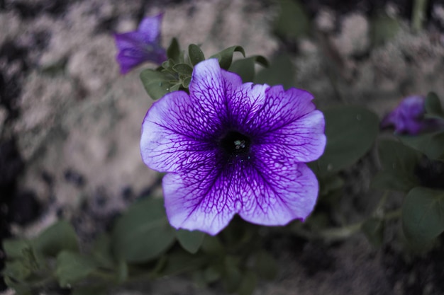 A flower in a rock wall