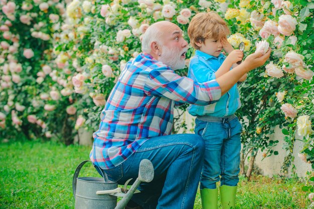 花のバラの世話と祖父と彼の祖父と一緒に孫が園芸をしている祖父に水をまく...