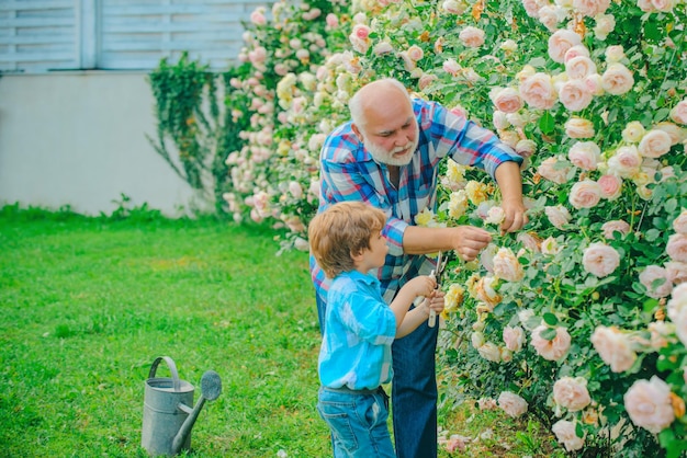 Flower rose care and watering Grandfather with grandson gardening together Grandfather working in ga