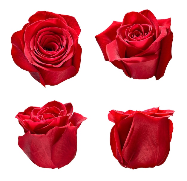 flower rose petal blosspm background