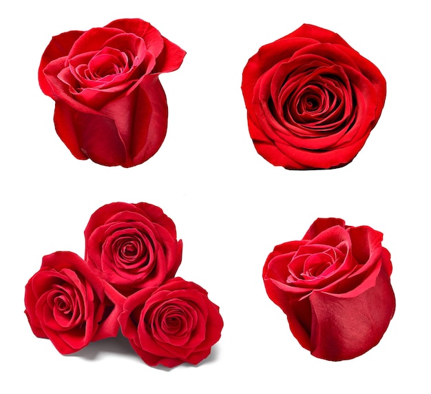 flower rose petal blosspm background