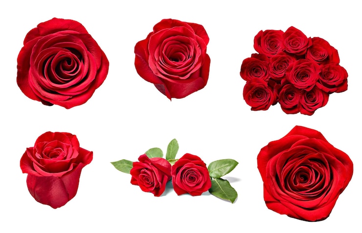 Photo flower rose petal blosspm background