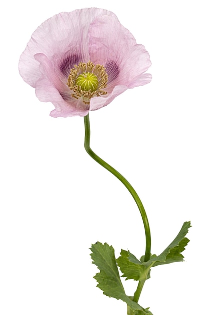 Foto fiore di papavero rosa lat papaver isolato su sfondo bianco