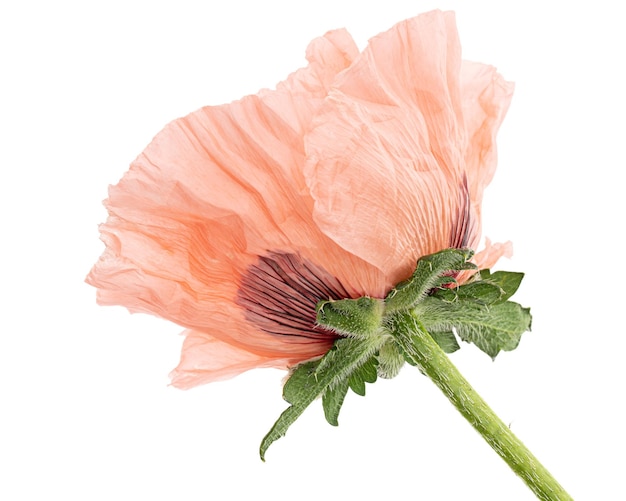 Flower of rose poppy lat Papaver isolated on white background