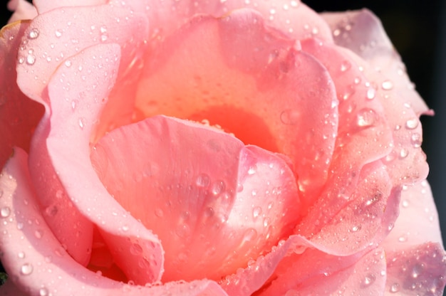 Flower of rose with drops of water
