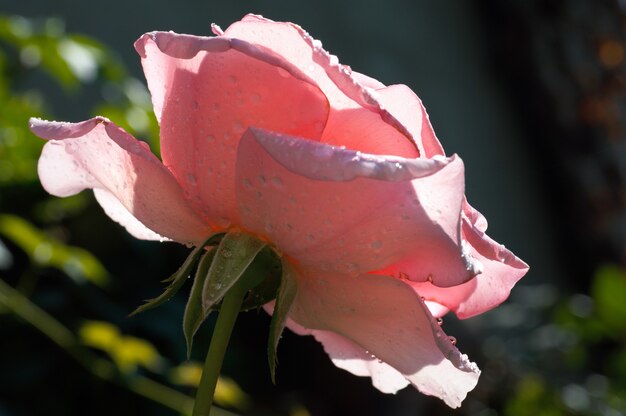 Flower of rose with drops of water
