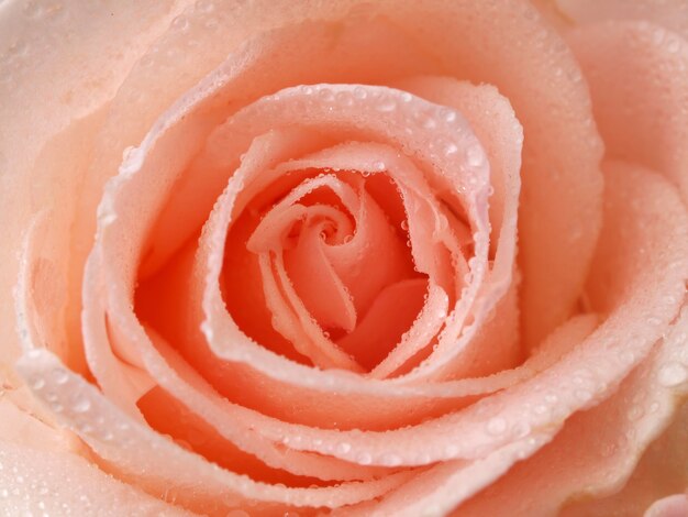 Цветочная роза