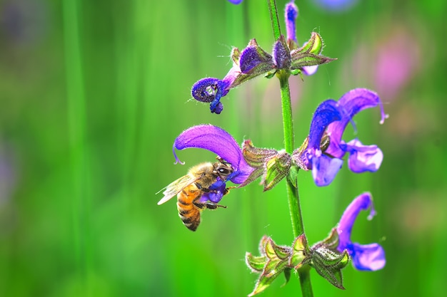 Flower Salvia Pratensis in a meadow of the Italian Alps with a bee