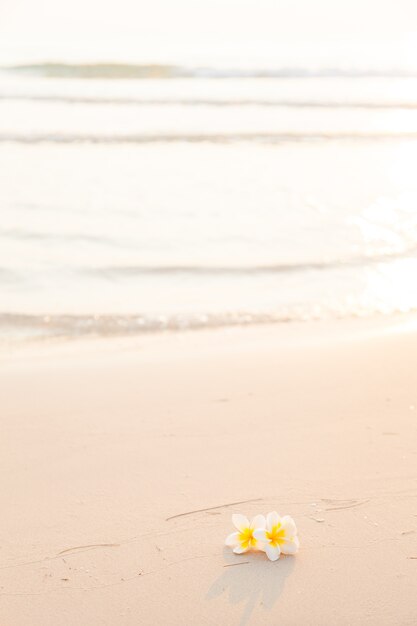 Flower on the sand